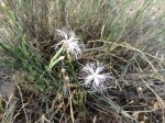 Dianthus crinitus