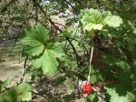 Viburnum opulus