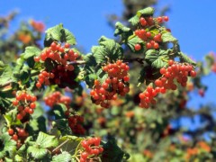 Viburnum opulus