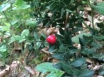 Ruscus aculeatus