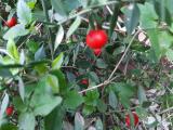 Ruscus aculeatus