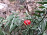 Ruscus aculeatus