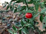 Ruscus aculeatus