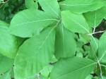 Fagus orientalis