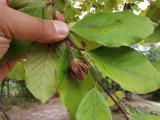 Fagus orientalis