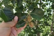 Fagus orientalis