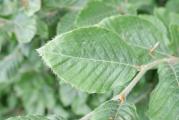 Fagus orientalis