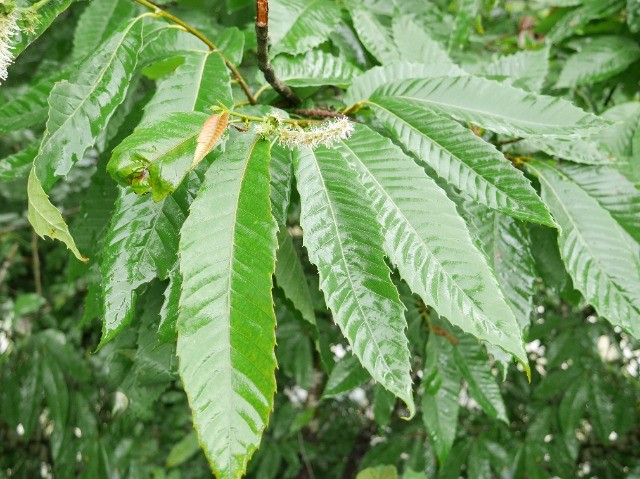 Castanea sativa