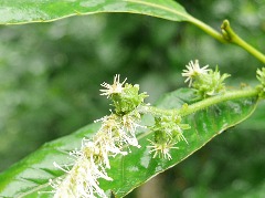 Castanea sativa