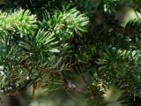 Abies nordmanniana