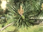 Pinus sylvestris