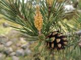 Pinus sylvestris