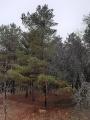 Pinus sylvestris