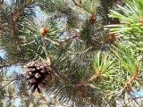 Pinus sylvestris