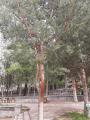 Pinus sylvestris