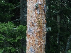 Pinus sylvestris