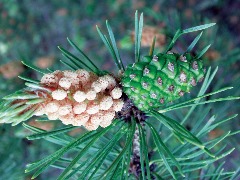 Pinus sylvestris