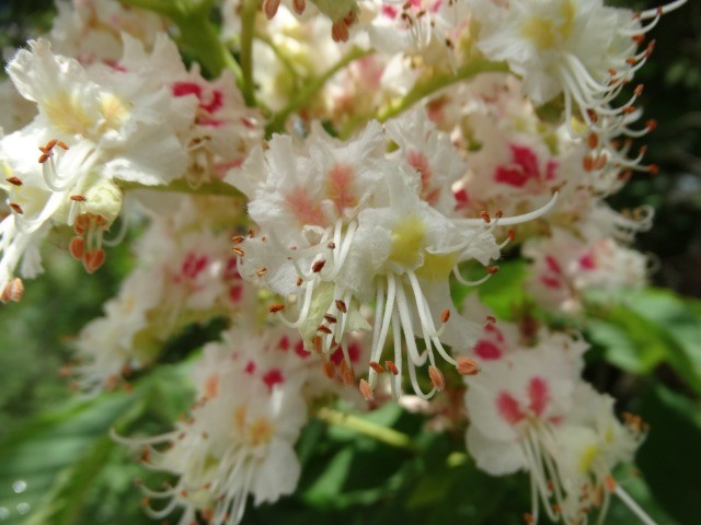 Aesculus hippocastanum