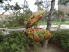 Aesculus hippocastanum