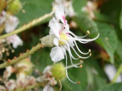 Aesculus hippocastanum