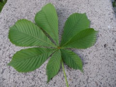 Aesculus hippocastanum