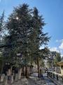 Cedrus atlantica