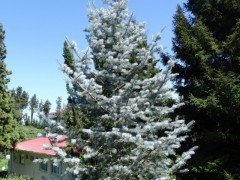 Cedrus atlantica