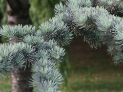 Cedrus atlantica