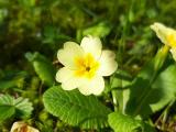 Primula acaulis