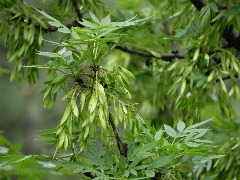 Fraxinus angustifolia