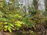 Fraxinus angustifolia