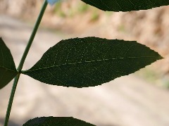 Fraxinus angustifolia