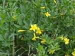 Jasminum fruticans