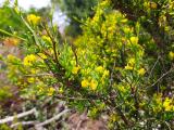 Jasminum fruticans