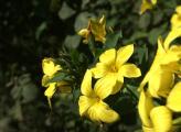 Jasminum fruticans