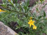 Jasminum fruticans