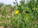 Jasminum fruticans