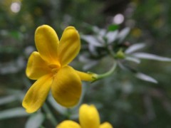 Jasminum fruticans