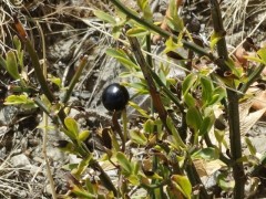 Jasminum fruticans