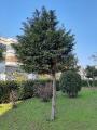 Calocedrus decurrens