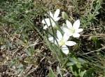 Ornithogalum umbellatum