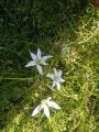 Ornithogalum umbellatum