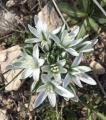 Ornithogalum umbellatum