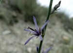 Asyneuma limoniifolium