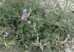 Astragalus beypazaricus