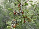 Rhamnus thymifolia