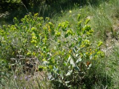 Cerinthe minor