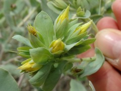 Cerinthe minor