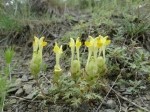 Scutellaria orientalis