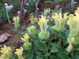 Scutellaria orientalis